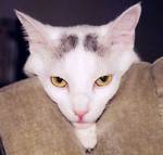 Extreme Cat Closeup
