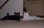 Laser Eyes