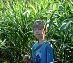 Shady Maze