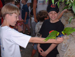 Parrot Feeding