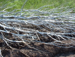 Beach Wood