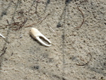 Crab Claw