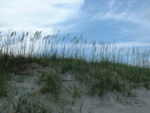 Grass