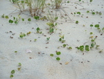Plants 1