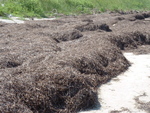 Sea Grass